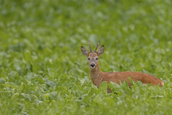 An old roebuck (Capreolus capreolus) purposefully follows the whistling of a doe ready to mate,