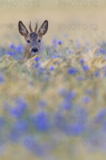 A roebuck (Capreolus capreolus) peers attentively out of a barley field with flowering cornflowers