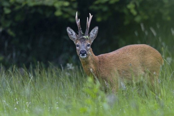 Roebuck (Capreolus capreolus) with unusual horns, an 8-pointer, abnormal, eyes, eye contact, summer