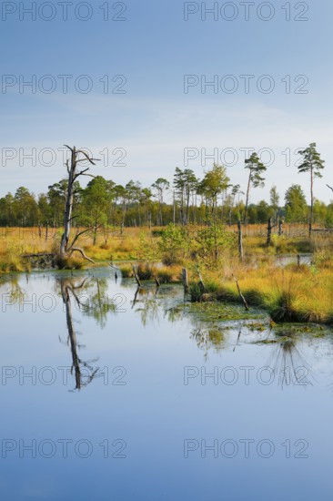 Pine forest and dead wood near Seelein in Pitzmoor in the Lüneburger Heide nature park Park near