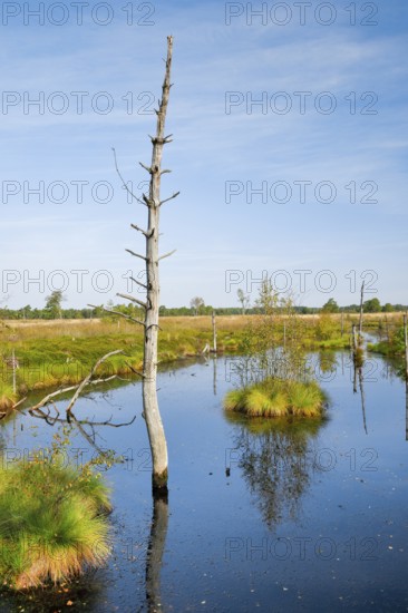 Dead wood spikes in moor water, Seelein in Pitzmoor, Lüneburger Heide nature park Park near