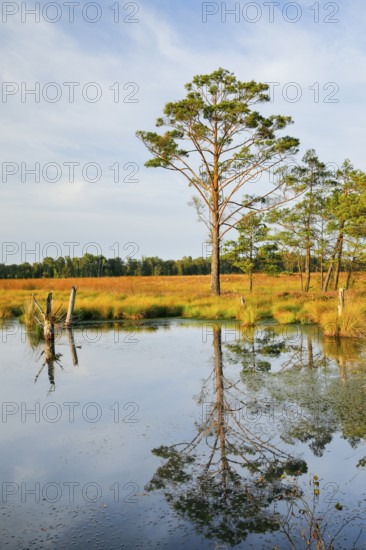 Pine forest and lake in Pitzmoor in the Lüneburger Heide nature park Park near Schneverdingen,