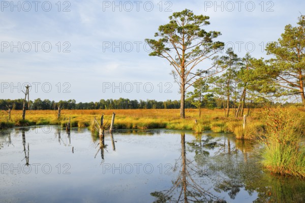 Pine forest and lake in Pitzmoor in the Lüneburger Heide nature park Park near Schneverdingen,