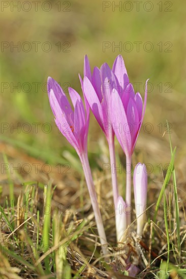 Autumn crosses (Colchicum autumnale), timeless plants (Colchica) half-opened flowers in a meadow,