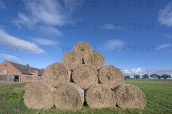 Stacked round straw bales of the agricultural cooperative in a meadow, in the back of the cowshed,