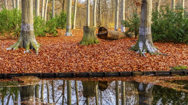 Protection against beaver damage, with whitish paint containing quartz sand, painted trees in the