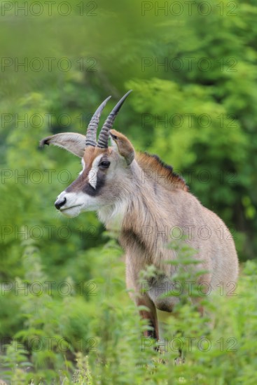 A roan antelope (Hippotragus equinus) stands in a green meadow with tall vegetation. South Africa
