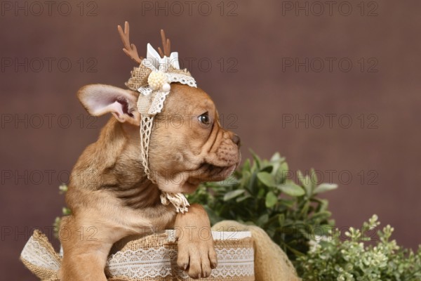 Profile view of French Bulldog puppy with reindeer antlers and long nose in box in front of brown