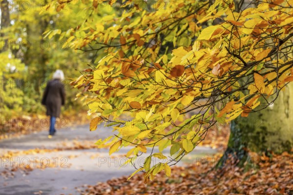 Spa garden Bad Cannstatt in autumn with a walker. hop beech (Ostrya carpinifolia) . Stuttgart,