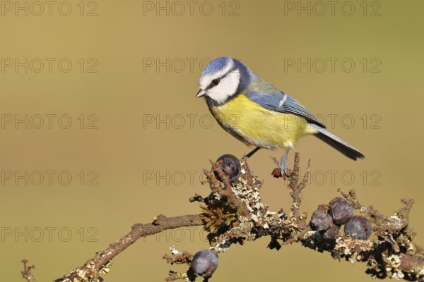 Blue tit (Parus caeruleus), sitting on a branch in a blackthorn bush, (Prunus spinosa), sloes, with