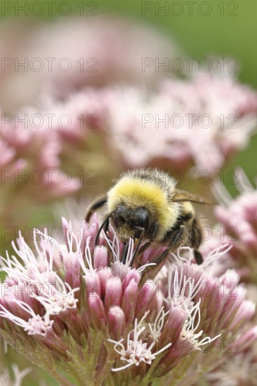 Forest bumblebee (Bombus sylvarum) sitting on common water can (Asteraceae), close-up, Wilnsdorf,