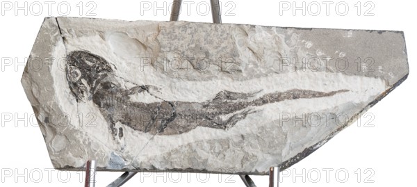 Micromelerpeton sp., fossil, amphibian, prehistory, grey stone plate, rock, remains of fossil