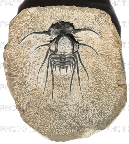 A trilobite fossil (Dicranurus monstrosus) on structured stone, rock, remains of fossil marine