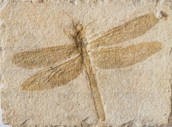 Fossilized dragonfly fossil (Petalia longialata), large dragonfly, clearly visible wings and legs,