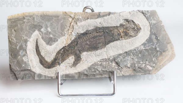Micromelerpeton sp., fossil, amphibian, stone slab, rock, remains of fossil aquatic animal, aquatic