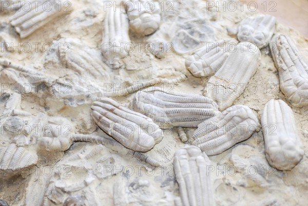 Fossil sea lilies (crinoidea), embedded in pale limestone, ancient marine life, echinoderms, rocks,