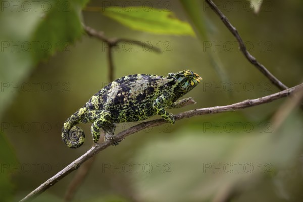 Three-horned chameleon (Trioceros jacksonii), female, Bwindi Impenetrable Forest National Park,