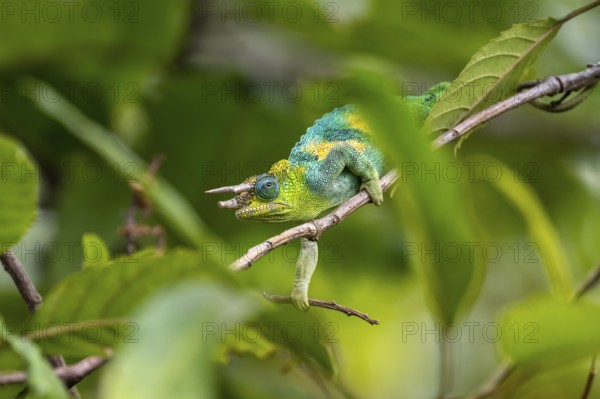 Three-horned chameleon (Trioceros jacksonii), male, Bwindi Impenetrable Forest National Park,