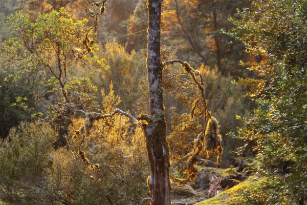 Tasmanian deciduous tree (Nothofagus gunnii) at sunrise, with illuminated sun and beautiful morning