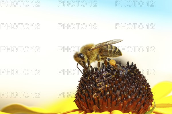 European honey bee (Apis mellifera), collecting nectar from a flower of yellow coneflower