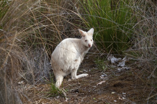 Rare white wallaby in the wild of Tasmania. Albino Bennett Wallaby at the edge of the forest on