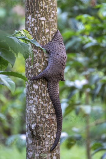Pangolin climbing a tree, white-bellied pangolin (Phataginus tricuspis, Manis tricuspis), Western