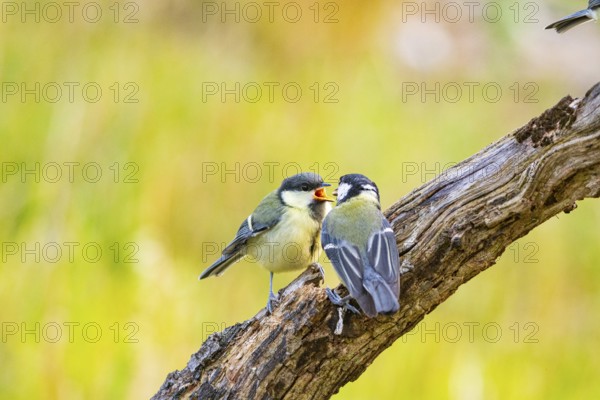Great tit (Parus major) adult bird feeds young Germany