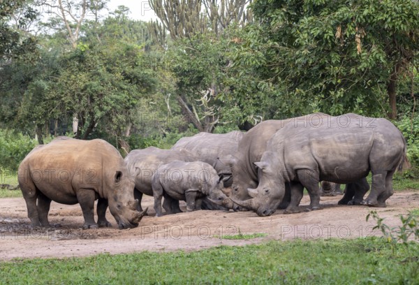 Southern white rhino (Ceratotherium simum simum), several animals at a watering hole, Ziwa Rhino