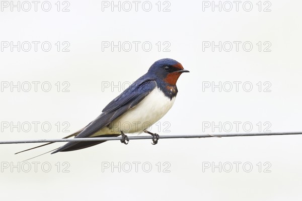 Barn swallow (Hirundo rustica) sitting on a pasture fence, wildlife, animals, birds, swallows,
