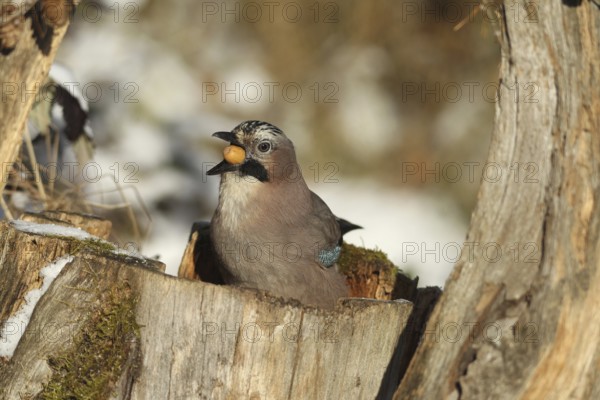 Eurasian Jay (Garrulus glandarius) with acorn (Quercus) in its beak, feeding in the forest during