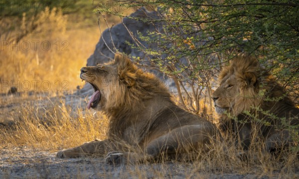 Two maned lions, lion yawns, siblings lying in grass, lion (Panthera Leo), savuti, Chobe National