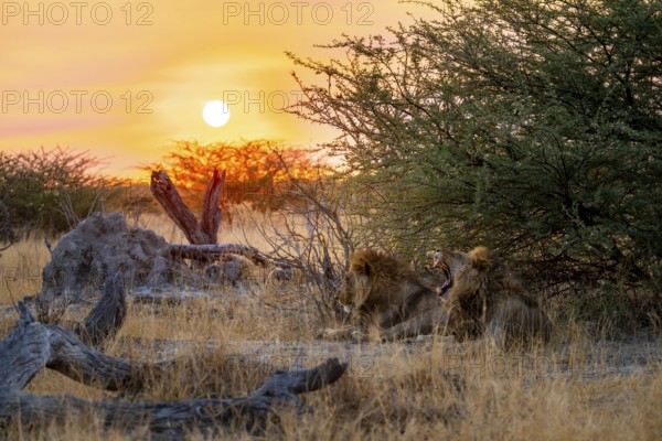 Sunset, two maned lions, siblings lying in the grass, lion (Panthera Leo), savuti, Chobe National