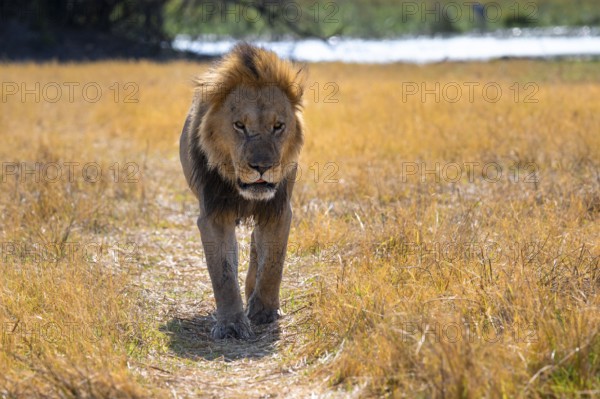 Maned lion (Panthera Leo) lying in grass, savanna, Savuti, Chobe National Park National Park,