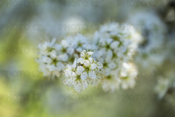 Blackthorn (Prunus spinosa) Blossoms flowering in spring, Bavaria, Germany, Europe, Helena,