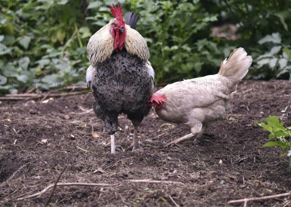 Domestic chickens, Gallus gallus domesticus, with roosters searching for food in outdoor