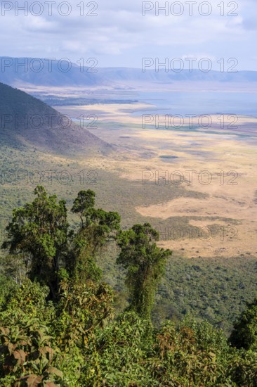 View of Ngorongoro Crater, Crater Viewpoint, Forest and Savanna Landscape, Ngorongoro Conservation