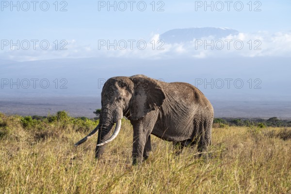 African elephant (Loxodonta africana) in picturesque landscape with the summit of Mount