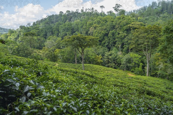 Tea plantation on hills between tropical rainforest, Amani Nature Forest Reserve, Eastern Usambara
