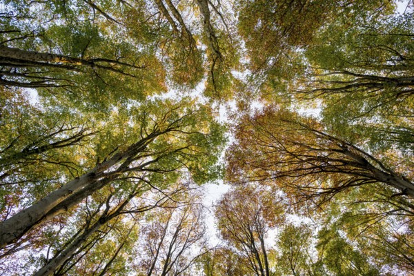 Autumn forest, view of the treetops from below, Schauinsland, Freiburg im Breisgau, Black Forest,