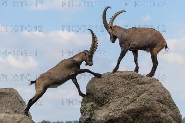 Two male ibexes (Capra ibex) stand facing each other on a rock and playfully fight with each other.