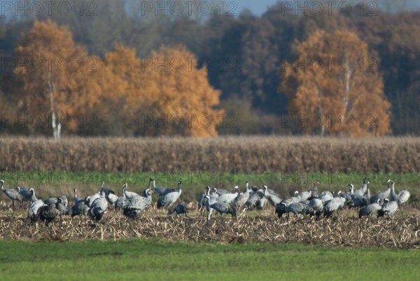 Cranes (grus grus) while resting on the southward train looking for food in a harvested corn field,