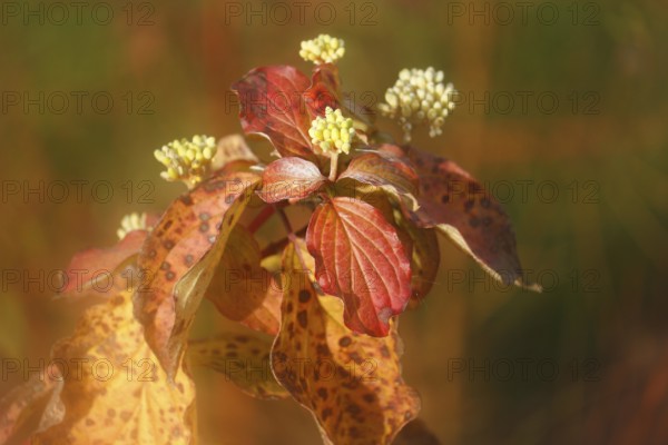 Blood-red dogwood (Cornus sanguinea), branch with buds, alienation, North Rhine-Westphalia, Germany