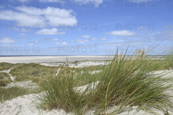 Dune landscape near Sankt Peter-Ording, Westerhever lighthouse, North Sea, Schleswig-Holstein,