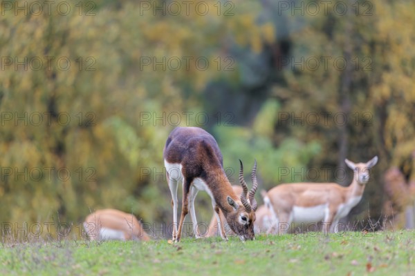 A male blackbuck (Antilope cervicapra) grazes on a green meadow on a cloudy day. Some females can