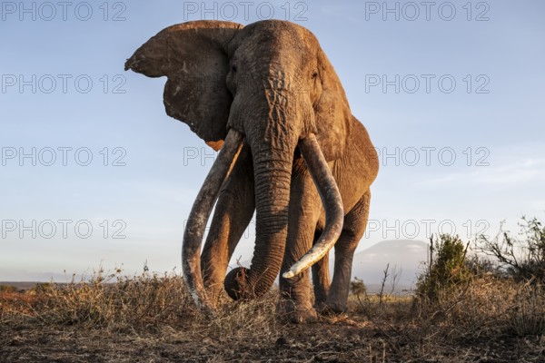 African elephant (Loxodonta africana), the famous Super Tusker elephant Craig, old male with long