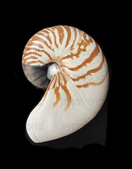 Pearl boat (Nautilus pompilius), Nautilidae family, interior view of the bowl, phragmocon, spiral,