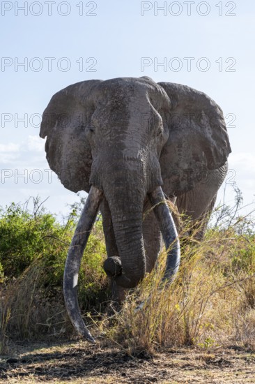 African elephant (Loxodonta africana), the famous Super Tusker elephant Craig, old male with long