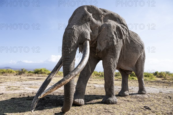 African elephant (Loxodonta africana), the famous Super Tusker elephant Craig, old male with long