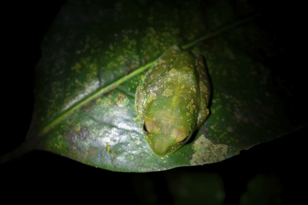 Forest climbing frog (Leptopelis barbouri) in the jungle, night view, Amani Forest Reserve,