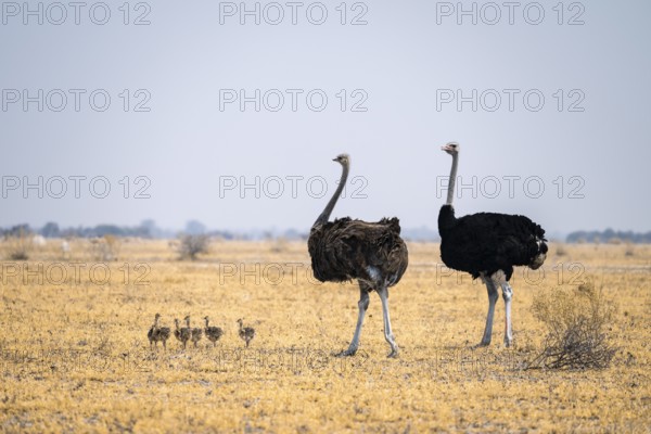 African ostrich (Struthio camelus), adult female and male with six young animals, chicks, animal